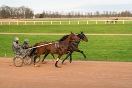 Cheval,-Chevaux,-Domaine-de-Grosbois,-Drivers,Grosbois,-Kaleidos,-Kaleidos-images,-La-parole-à-limage,-Marolles-en-Brie,-Sulky,-Tarek-Charara,-Trot,-Trotteurs